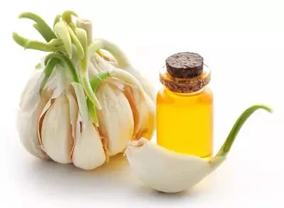 garlic oil garlic oil
